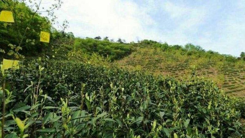 休闲农业开发加盟代理流程